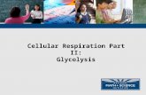 Cellular Respiration Part II: Glycolysis. Curriculum Framework f. Cellular respiration in eukaryotes involves a series of coordinated enzyme- catalyzed.