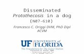 Disseminated Protothecosis in a dog ( N07-610 ) Francesco C. Origgi DVM, PhD Dipl ACVM Presented at SEVPAC 2008 – Permission granted for use on SEVPAC.