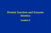 Protein function and Enzyme kinetics Lecture 5. Proteins and Enzymes The structure of proteins How proteins functions Proteins as enzymes.