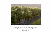Cognac & Armagnac France. Cognac, France Cognac: Franceâ€™s best-known brandy Peaceful countryside 100 miles north of Bordeaux Medieval town with elegant