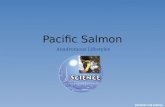 Pacific Salmon Anadromous Lifestyles. Define Anadromous O A fish that is born in freshwater, spends its adult life in the ocean, and then returns to freshwater.