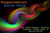 Biogeochemical: Sulfur Cycle By: Diana Ramirez, Catalina Calderon, Joanna Lopez, & Yamilex Milian.
