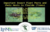 Important Insect Plant Pests and their Hosts in Florida (Trees) Kirk W. Martin CBSP USDA-National Needs Fellow Graduate Student-University of Florida Plant.