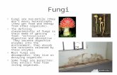 Fungi Fungi are non-motile (they don’t move) heterotrophs (they get food and energy from other organisms). The defining characteristic of fungi is their.