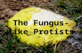 The Fungus-like Protists Dog vomit slime mold. Characteristics The Fungus-like protists are heterotrophs that absorb nutrients from dead or decaying matter.