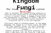 Kingdom Fungi The Study of Fungi is called Mycology What is probably the largest living organism on earth has been discovered in the Malheur National Forest.