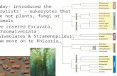Last day- introduced the ‘protists’ – eukaryotes that are not plants, fungi or animals - have covered Excavata, Chromalveolata (Alveolates & Stramenopiles),
