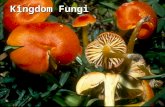Kingdom Fungi. The Characteristics of Fungi Body form *unicellular *Multi-cellular.