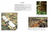 Fungi Lecture outline -Origins and diversity -Organismal Biology; Vegetative and Reproductive bodies -Ecological Roles and Relationships Freeman (2002)