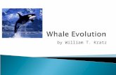 By William T. Kratz.  historical research of the whale  fossil records  related species geographic distribution  whale evolution video.