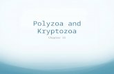 Polyzoa and Kryptozoa Chapter 15. Lophophores Phylogenetic evidence indicates that lophophores evolved more than once. Lophophores have a crown of ciliated.