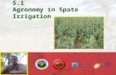 5.1 Agronomy in Spate Irrigation. AGRONOMY IN SPATE IRRIGATION  Yields in spate irrigation are considerably higher than in rain-fed agriculture  There.