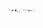 The Hypothalamus. A crucial part of the CNS that takes some part in regulating most organs 3 major functions (we will review 2 today). 1.Regulating release.
