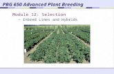 PBG 650 Advanced Plant Breeding Module 12: Selection – Inbred Lines and Hybrids.