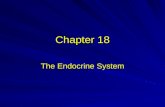 Chapter 18 The Endocrine System. Endocrine system glands.