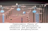 Chemiosmotic theory of oxidative phosphorylation. Inhibitors and uncouplers of oxidative phosphorylation.
