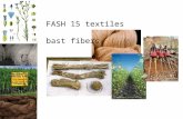 FASH 15 textiles bast fibers. bast fibers come from the stem of the plant, near the outer edge harvested: by hand where labor is cheap by pulling up entire.