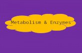 Metabolism & Enzymes What I should know There are 2 types of metabolic pathways- Anabolic and catabolic the pathways - can have reversible and irreversible.