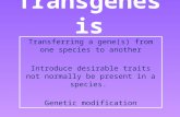Transgenesis Transferring a gene(s) from one species to another Introduce desirable traits not normally be present in a species. Genetic modification.