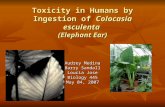 Toxicity in Humans by Ingestion of Colocasia esculenta (Elephant Ear) Audrey Medina Barry Sandall Loucia Jose Biology 445 May 04, 2007.