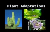 Plant Adaptations Passion Flower. Types of Adaptations Structural adaptations are the way something is built or made. Behavioral adaptations are the way.