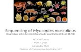 Sequencing of Myocoptes musculinus (Diagnosis of active fur mite infestation by quantitative PCR and RT-PCR) ACLAM Forum May 7, 2014 Alexander Sheh Division.