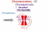 2 sister chromatids Chromosomes OR Chromatids ReplicationAnaphase 1 Chromosome Interphase 2 identical Chromosome 2 identical chromatids One in each daughter.