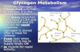 Glycogen Metabolism Purpose: Glycogen is a branched polymer of glucose; it is the stored form of G. Purpose: Glycogen is a branched polymer of glucose;
