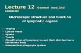 Lecture 12 General med_2nd semester Microscopic structure and function of lymphatic organs Thymus Lymph nodes Spleen Tonsils Classification of lymphocytes.