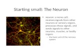 Starting small: The Neuron neuron: a nerve cell; receives signals from other neurons or sensory organs, processes these signals, and sends signals to other.