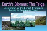 Also known as the Boreal, Evergreen Forest, or Coniferous Forest.