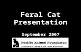 Feral Cat Presentation September 2007. Presented by Lana Simon Carmina Gooch Taylor Wheeler.