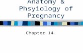 Anatomy & Phsyiology of Pregnancy Chapter 14. SIGNS OF PREGNANCY: PRESUMPTIVE –Amenorrhea, fatigue, nausea & vomiting, breast changes, quickening, urinary.