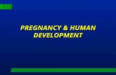 1 PREGNANCY & HUMAN DEVELOPMENT. 2 Fertilization l oocyte viable 12 - 24 after ovulation l sperm retain fertilizing power within female reproductive tract.