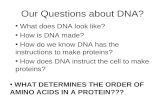 Our Questions about DNA? What does DNA look like? How is DNA made? How do we know DNA has the instructions to make proteins? How does DNA instruct the.