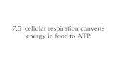 7.5 cellular respiration converts energy in food to ATP.