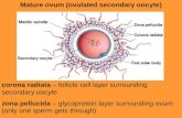 Mature ovum (ovulated secondary oocyte) corona radiata – follicle cell layer surrounding secondary oocyte zona pellucida – glycoprotein layer surrounding
