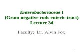 1 Faculty: Dr. Alvin Fox Enterobacteriaceae I Enterobacteriaceae I (Gram negative rods enteric tract) Lecture 34.