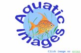 Loading …… Click image or enter here. Welcome to Aquatic Images The 5-minute guide to selecting your new, professionally installed and maintained aquarium.