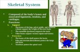 Skeletal System Composed of the body’s bones and associated ligaments, tendons, and cartilages. Functions: 1.Support The bones of the legs, pelvic girdle,