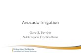 Avocado Irrigation Gary S. Bender Subtropical Horticulture.