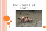 The Stages of Death. B EFORE AND A FTER D EATH Before death: ante-mortem Moment of death: agonal period After death: post-mortem Determination of Post.