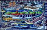 Common Florida Reef Fish Craig Kasper, Ph. D. Hillsborough Community College Tampa, FL.