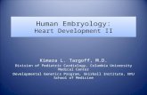 Human Embryology: Heart Development II Kimara L. Targoff, M.D. Division of Pediatric Cardiology, Columbia University Medical Center Developmental Genetics.