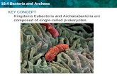 18.4 Bacteria and Archaea KEY CONCEPT Kingdoms Eubacteria and Archaeabacteria are composed of single-celled prokaryotes.
