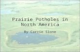 Prairie Potholes in North America By Carrie Slone.