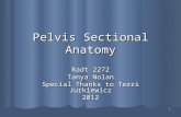 1 Pelvis Sectional Anatomy Radt 2272 Tanya Nolan Special Thanks to Terri Jurkiewicz 2012.