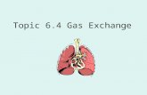 Topic 6.4 Gas Exchange. 6.4.1 distinguish between: Ventilation – breathing (air in and out of lungs) Gas Exchange – diffusion of gases. Occurs in 2 places: