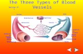 Section 37-1 Capillary Connectiv e tissue Smooth muscle Endothelium Valve Venule Endothelium Arteriole Vein Artery The Three Types of Blood Vessels.