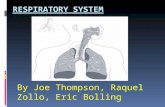 By Joe Thompson, Raquel Zollo, Eric Bolling. Introduction to the respiratory system  The human respiratory system is a series of organs responsible for.